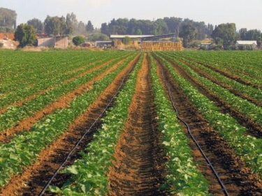 Bitkilərin sığortası üçün müraciətlərin tarixi açıqlanıb