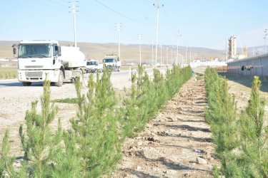 Şamaxı rayonunda yaşıllıqların sahəsi daha da genişləndirilir (FOTO)