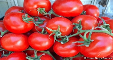 Qazaxıstan Azərbaycandan pomidor idxalını dayandırıb