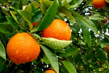 Azərbaycanda portağal sahələrinin güzəştli sığortası başlandı