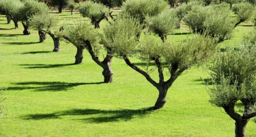 TAP konsorsiumu İtaliyada tikinti zamanı köçürülmüş zeytun ağaclarını yerinə qaytarıb