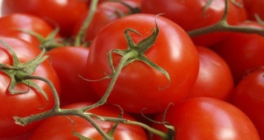 Rusiya 5 Azərbaycan istehsalçısından pomidor idxalını dayandırıb