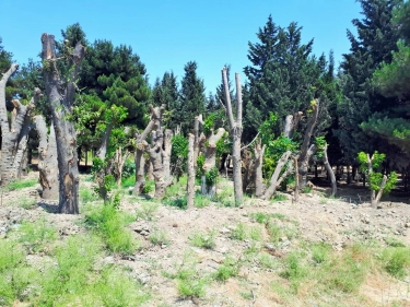 Bakıda yüzlərlə ağacın qırılması ilə bağlı yayılan məlumatlar əsassızdır - Agentlik