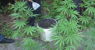 Zaqatalada narkotik tərkibli bitkilər becərən qohumlar saxlanılıb (FOTO)