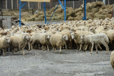 Qurbanlıq heyvanların kəsimi və digər xidmətlər yerli icra strukturları tərəfindən təmin ediləcək