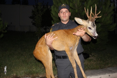 Qubada polislər yaralı ceyranı xilas edib (FOTO)