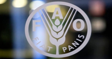 FAO: Azərbaycanda kənd təsərrüfatı, su və meşəçilik iqlim dəyişikliyinə ən həssas sektorlardandır