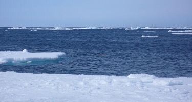 Finlandiya və İslandiyanın baş nazirləri Arktikanın inkişafını müzakirə edəcəklər