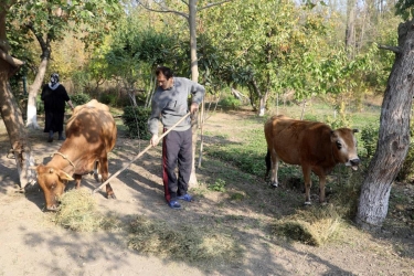 Özünüməşğulluq  proqramı çərçivəsində yaradılmış təsərrüfatlara baxış keçirilib (FOTO)