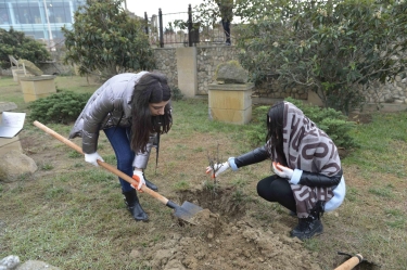 “Qala” qoruğunda ağacəkmə aksiyası keçirilib (FOTO)