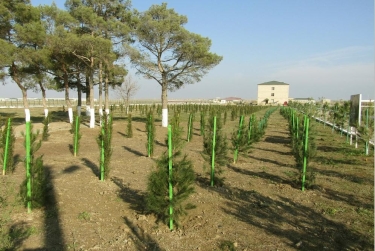 Azərbaycan Ordusunda ağacəkmə aksiyası davam edir