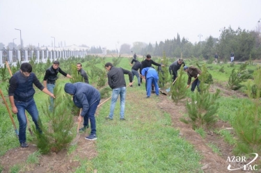 Tərtərdə ağacəkmə aksiyası davam edir (FOTO)