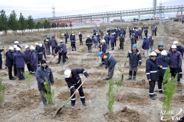 Sumqayıtda ağacəkmə aksiyası davam edir (FOTO)