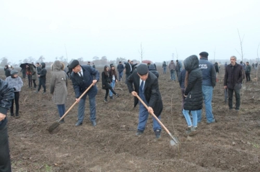 Masallı sakinləri ağacəkmə aksiyasına yüksək əhval-ruhiyyə ilə qoşulublar (FOTO)