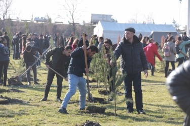 Şəkidə genişmiqyaslı kampaniya çərçivəsində minlərlə ağac əkilib (FOTO)