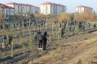 Yevlax: genişmiqyaslı kampaniya zamanı minlərlə ağac əkilib (FOTO)