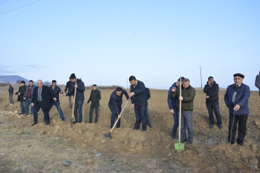 Ağstafa Regional Mədəniyyət İdarəsinin əməkdaşları ağacəkmə kampaniyasına qoşulublar