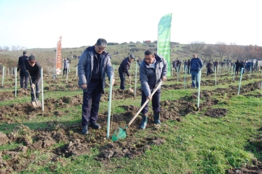 Masallıda payız ağacəkmə kampaniyası keçirilib (FOTO)