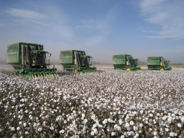 Azərbaycanda 2000-ci ildən bu yana pambıq üzrə ən yüksək orta məhsuldarlıq göstəricisi qeydə alınıb