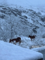 Kəlbəcərə qar yağır (VİDEO)