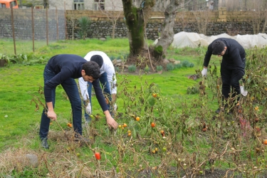 Lənkəranda “Könüllü qonaq” təşəbbüsü davam edir (FOTO)