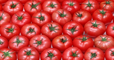 Azərbaycanda ötən il ən çox ixrac edilən pomidor olub