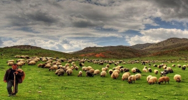 Ağdamda sel - 2 çoban və 500 qoyun xilas edildi