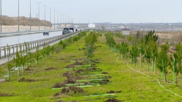 Xırdalanda yolun genişlənməsi məqsədilə ağaclar köçürülüb