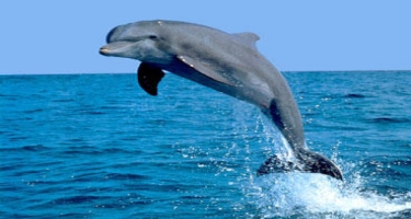 Kanada delfinlərə və balinalara 