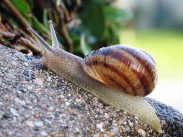 Soçidə mağarada nadir mollyusk tapılıb