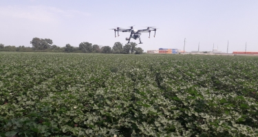 Pambıq sahəsində dronla zərərvericilərə qarşı kimyəvi mübarizə aparılıb (FOTO)