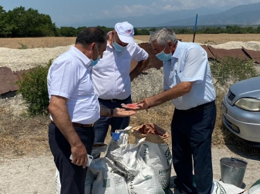 Şəkidə təkrar qarğıdalı əkini aparılır (FOTO)